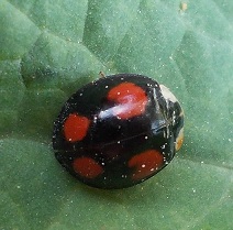 Coccinella arlecchino